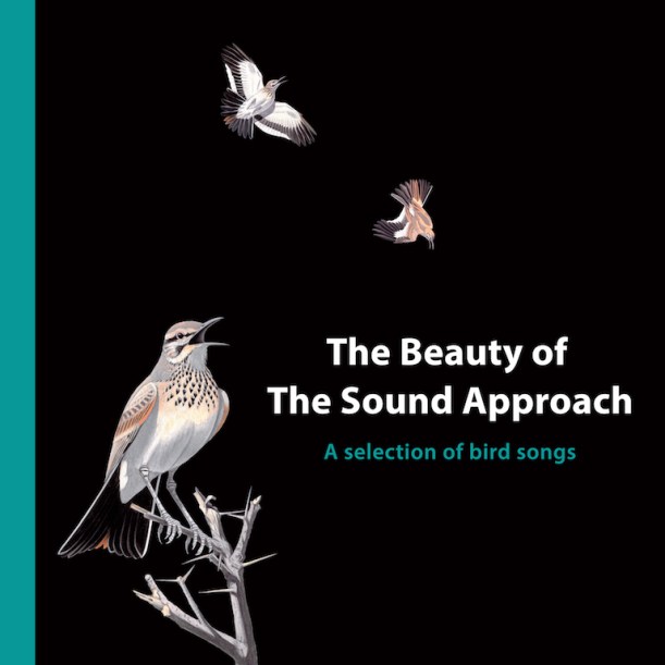 The Beauty Of The Sound Approach