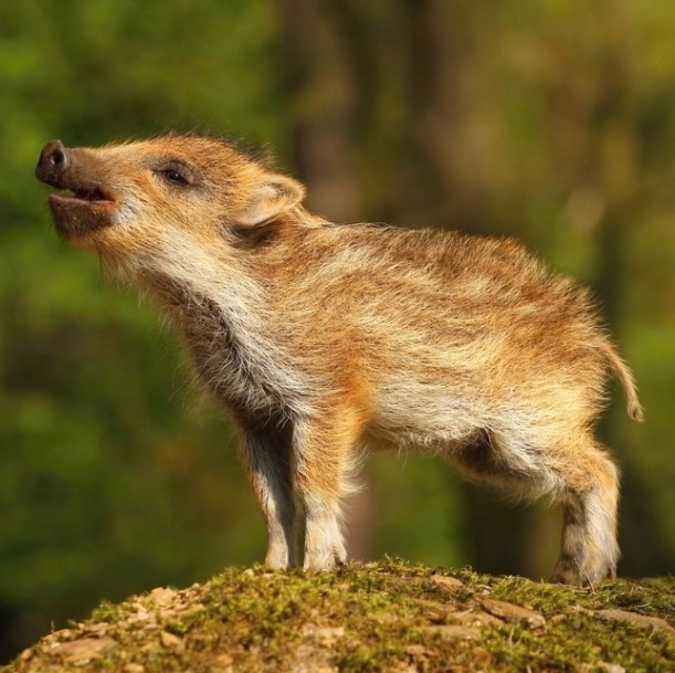 year of the pig_baby