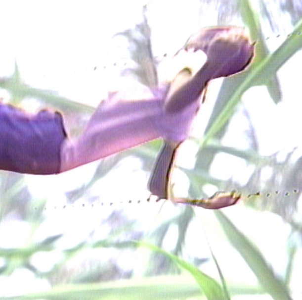 John Zieman - New York City