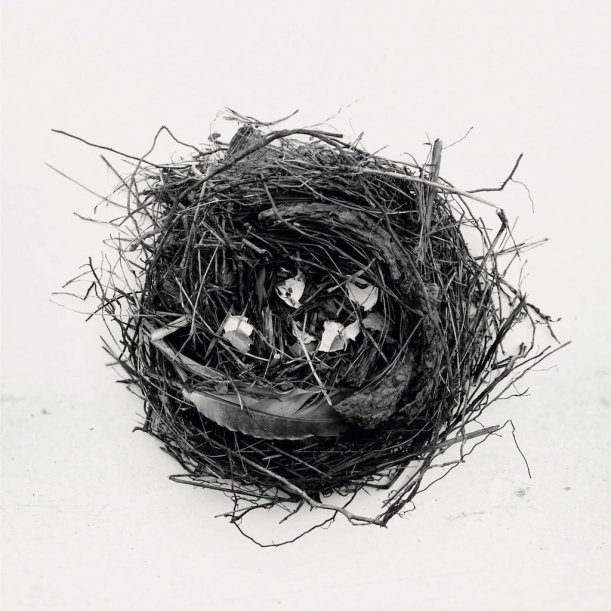 Lady Blackbird Collage