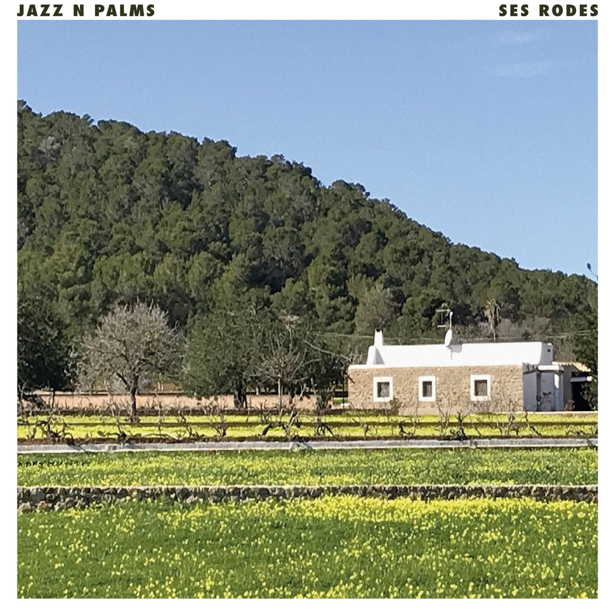 JAZZ N PALMS - SES RODES