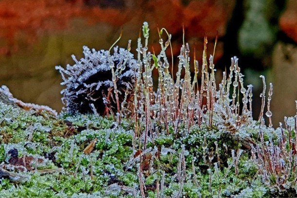 clair glasgow moss wall