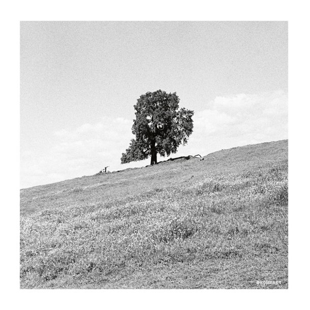 BLANK GLOSS : CORNERED